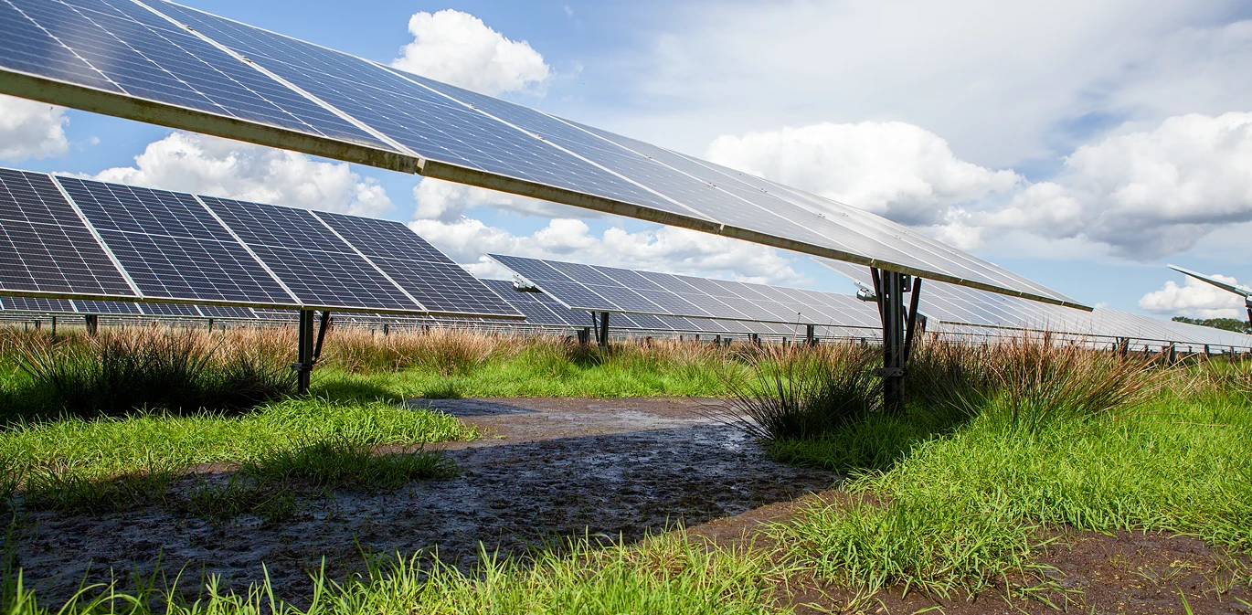 Blühstreifen zwischen doppelreihig aufgeständerten Solarmodulen