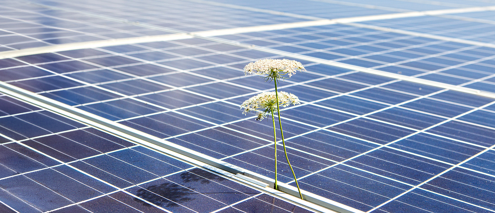 Solarmodul mit Blumen