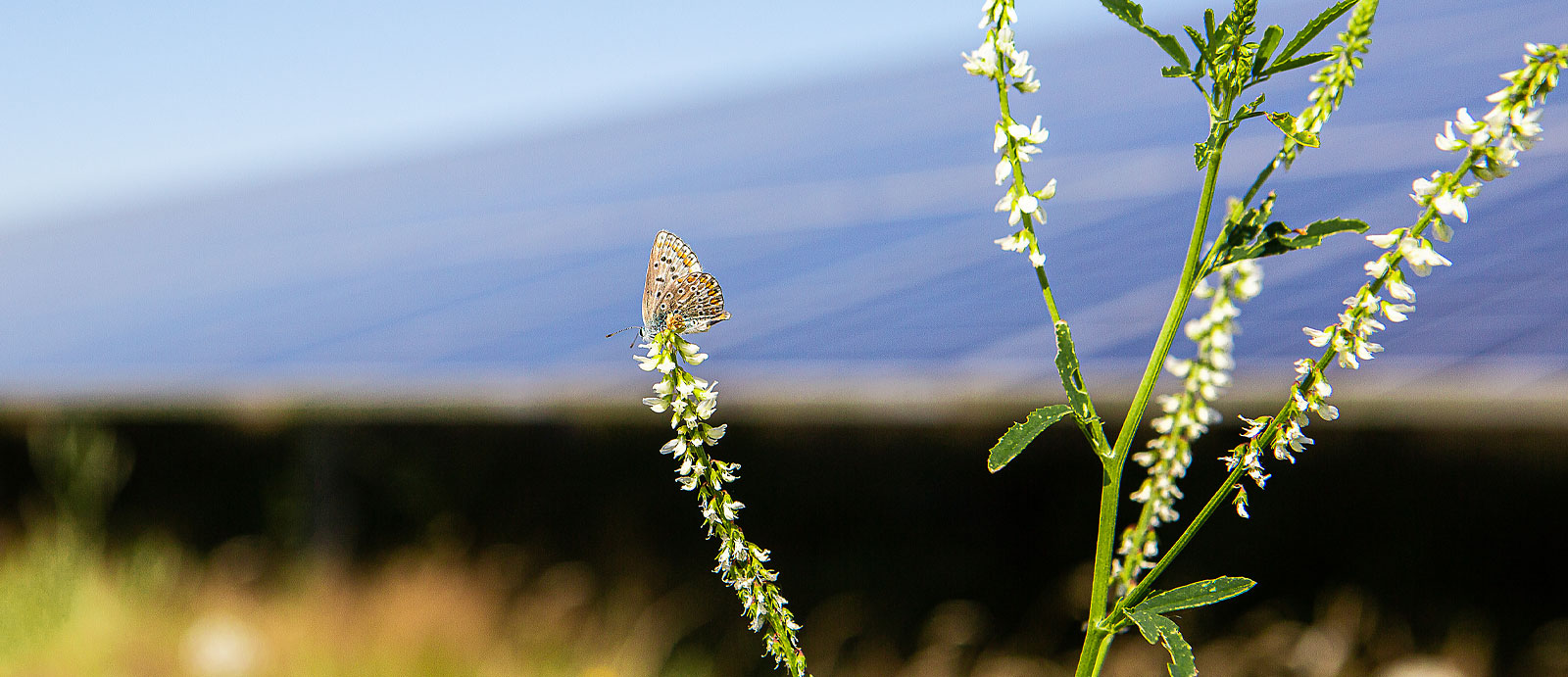 Schmetterling vor einem Solarmodul